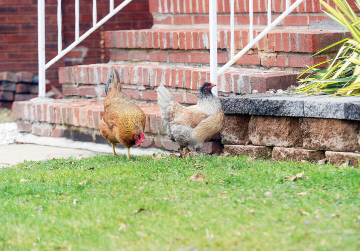 Free range News, Sports, Jobs Altoona Mirror